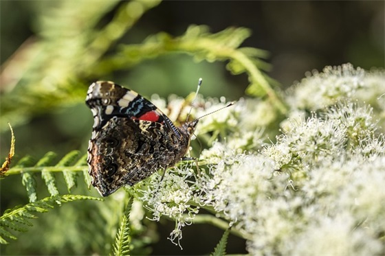 甜甜的句子可爱的文案(可爱甜萌的情话文案) 甜甜的句子可爱的文案(可爱甜萌的情话文案)