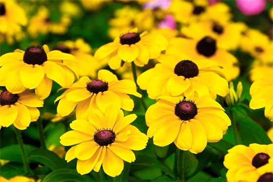 形容大学生活的句子37句