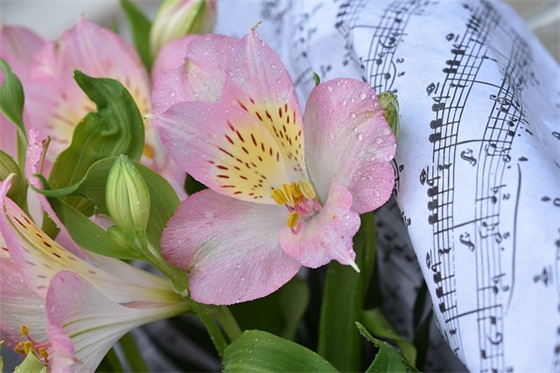 特别干净温柔的文案 温柔仙气的句子