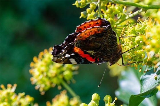 2026年精选树的优美句子摘录