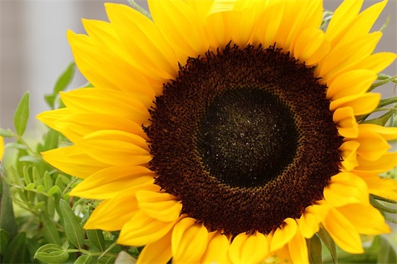 送客户的牛年春节祝语(送给客户的中秋节祝福语)