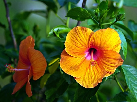 50岁铁哥们生日祝福语