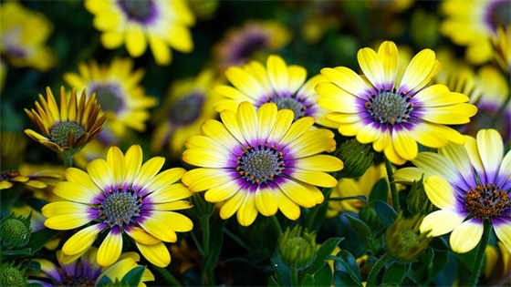 斋月祝福语31句