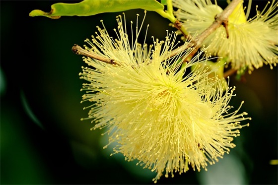 八八大寿祝福语 祝福语88大寿