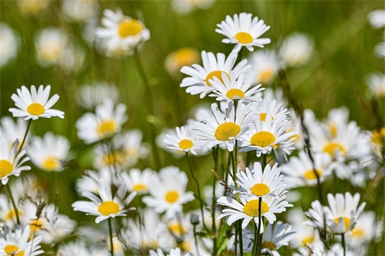 老人生日祝福语简短 给老年长辈的生日祝福