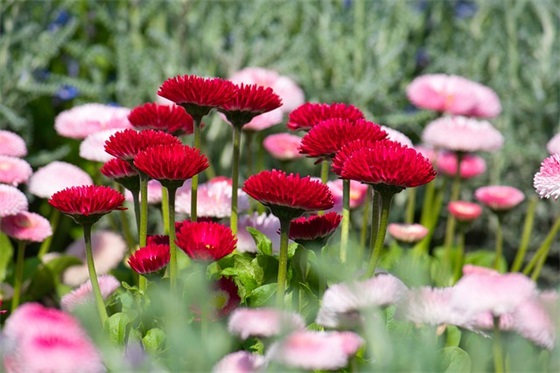 男宝宝一周岁祝福语