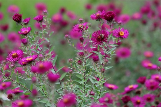 祝福语准妈妈41句