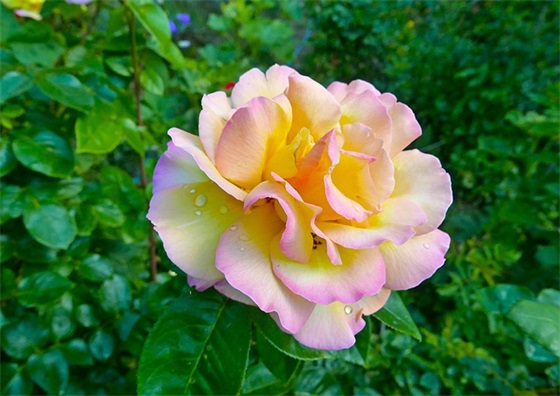 送别老师祝福语41句