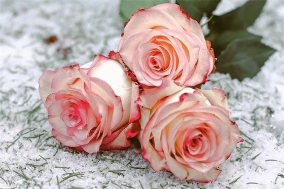 恭贺生小孩祝福语 生小孩祝福语