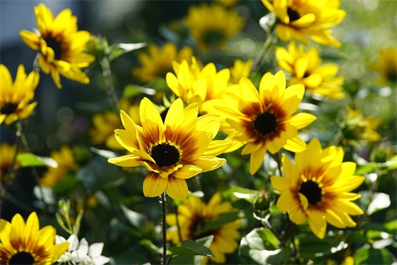 生日祝福语言 生日提示语言