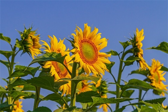 对老师的端午祝福语30句