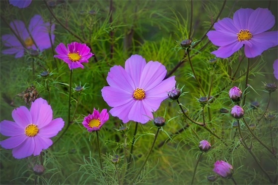 搬家祝福语怎么说33句