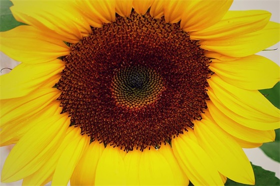 端午图片大全大图带祝福语推荐(端午节精美图片)