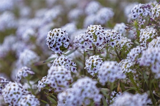 祝福小孩过生日的话