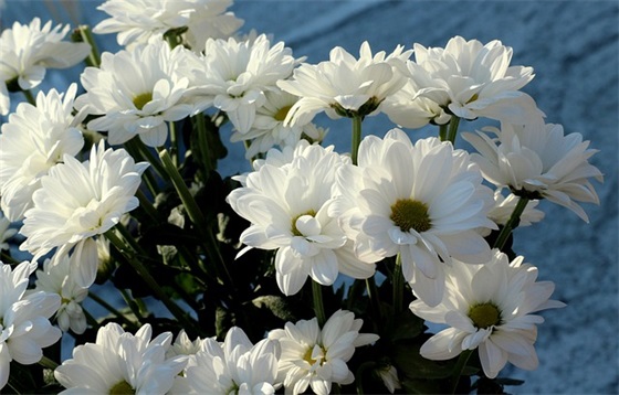 对儿子说的生日祝福语37句