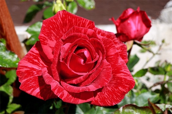 不能去现场的新婚祝福语