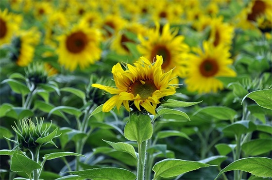 清明节早上祝福语图片