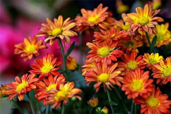 祝晚辈结婚祝福语