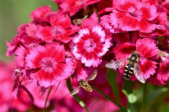 凋谢的玫瑰花伤感句子 有关玫瑰带刺伤感句子