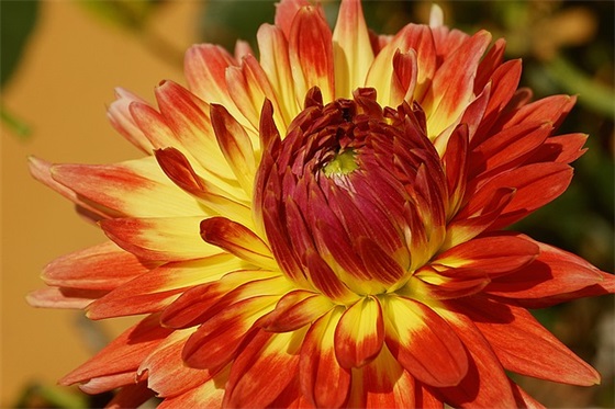 关于心怀理想的句子