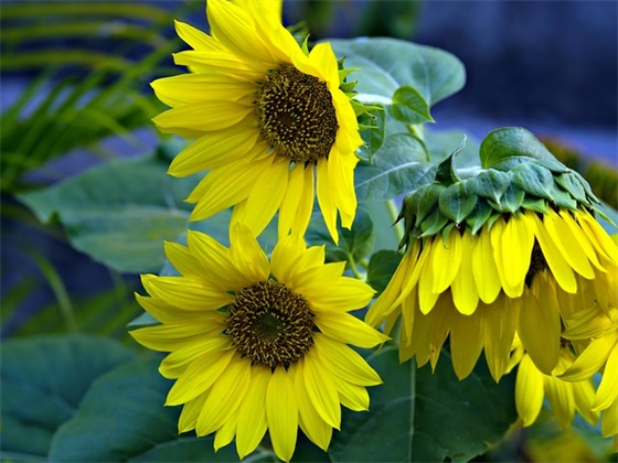 描写节日的优美句子 积累描写节日的优美句子