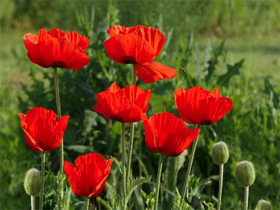 赞美孩子做饭的句子