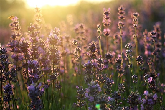 小学生优美句子摘抄 参天大树挺拔耸立