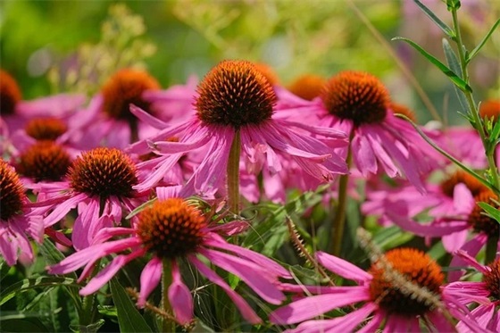 爱情诗意的句子