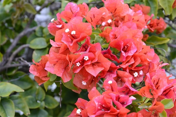 称赞雷锋的句子 赞美雷锋的句子