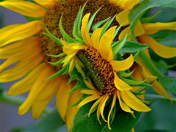 少儿新年祝福语26句