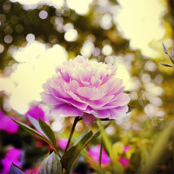 2026年元宵节祝福语说说55句