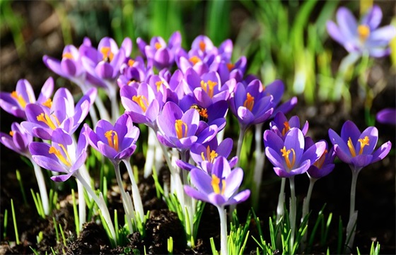 描写燕子的优美句子 描写燕子的优美句子20字