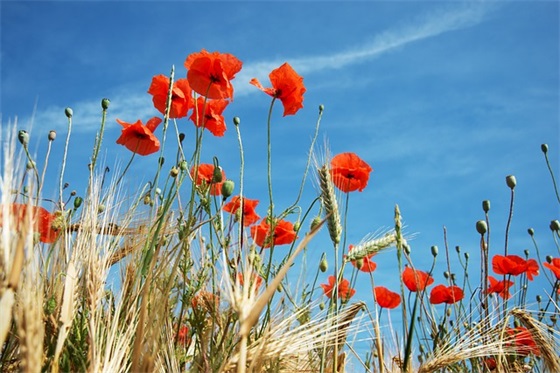 和孩子海边玩耍开心的句子