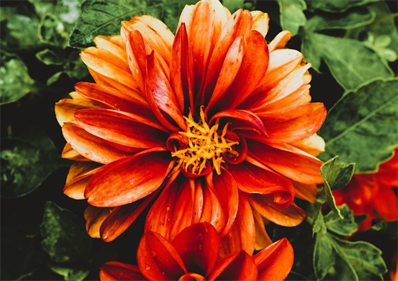 没钱买衣服的搞笑句子