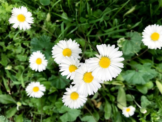 描写小孩子单纯的句子