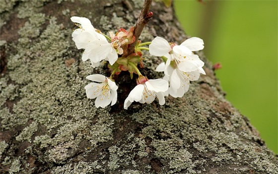 女性撒娇卖萌的句子 撒娇卖萌酥死人的话