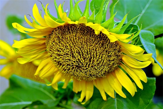 描写冬天美丽景色的句子