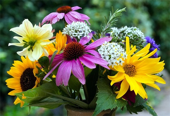 关于苍鹰的句子 描写苍鹰句子