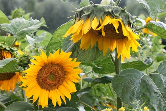 2026春节暖心祝福语文案