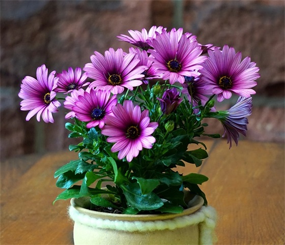 狗年四字成语祝福语 猪年四字祝福语