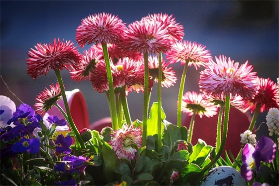 拜手祝君王 拜寿祝福语大全