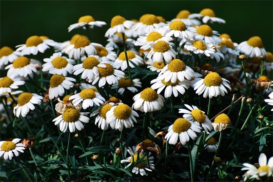 简短暖心早安祝福语