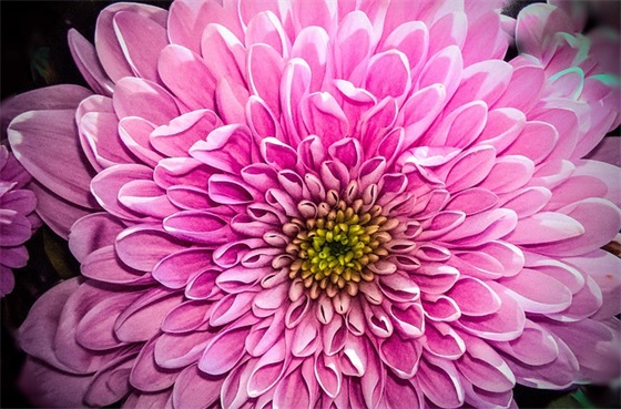 幼儿园新年祝福语2026年36句