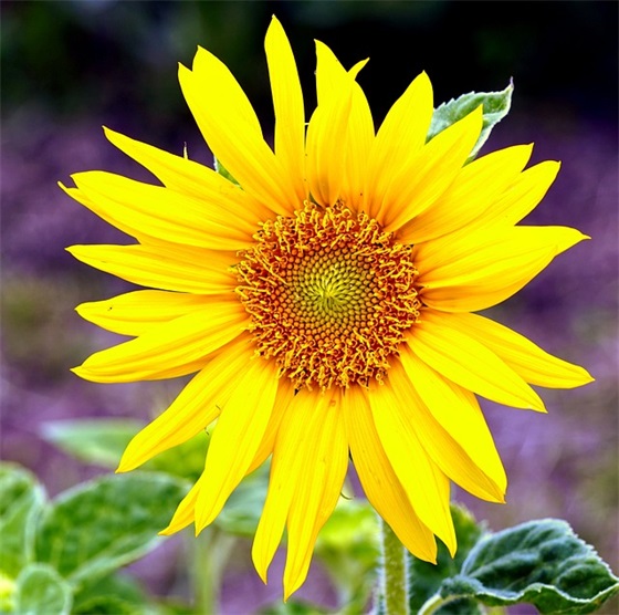 父母对儿子结婚祝福语短句