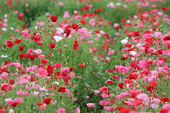 妹妹明天搬新家祝福语