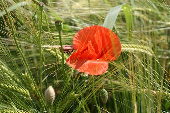祝生日快乐的语句 祝福生日快乐的语句