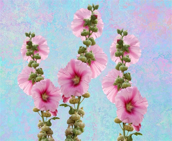 结婚祝福微信大全 结婚祝福微信表情包