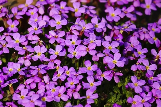 赞美教师的浪漫句子