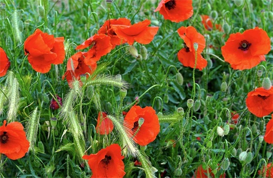 祝福新年快乐的祝贺词(祝福大家新年快乐的句子)