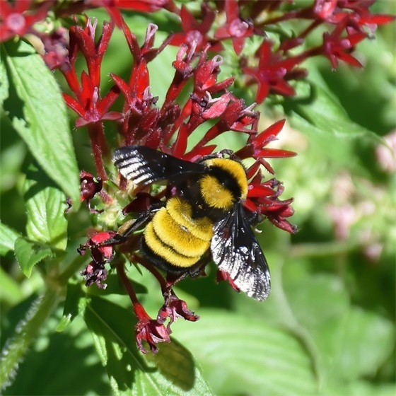 最新关于描写植物的句子